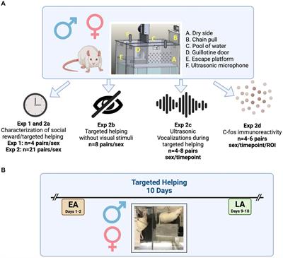 Neuronal, affective, and sensory correlates of targeted helping behavior in male and female Sprague Dawley rats